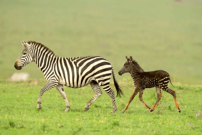 A baby zebra