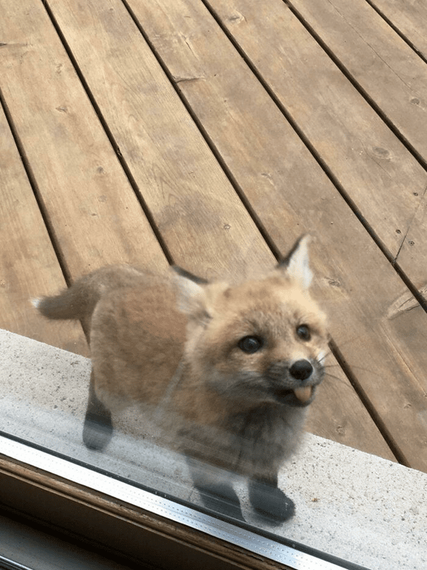 New Born Fox