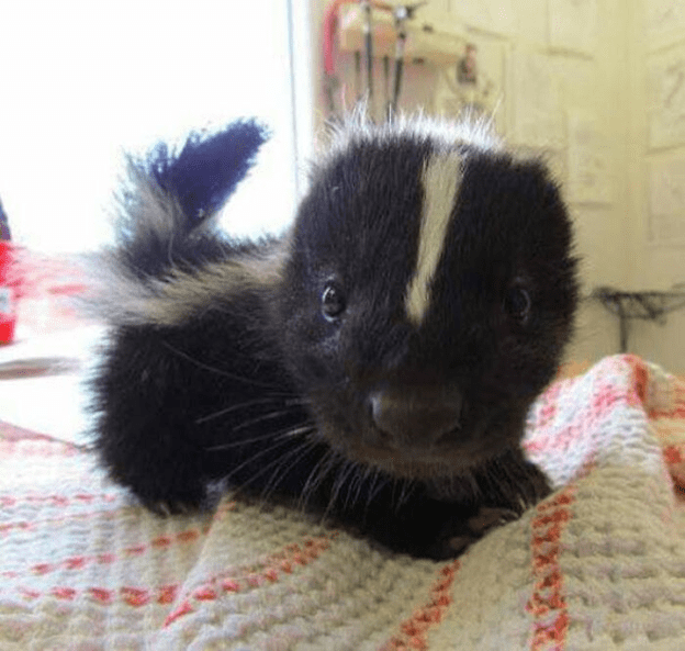 Baby Skunk