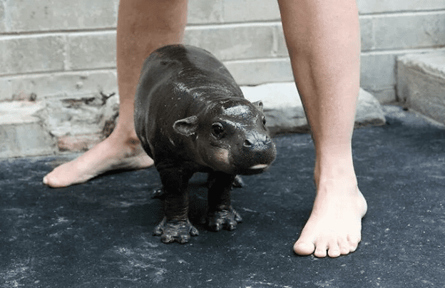 Baby Hippos