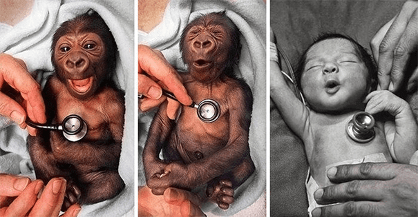 Newborn Gorilla