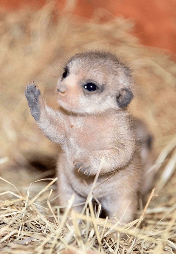 Baby Meerkat