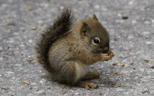 Baby Squirrel