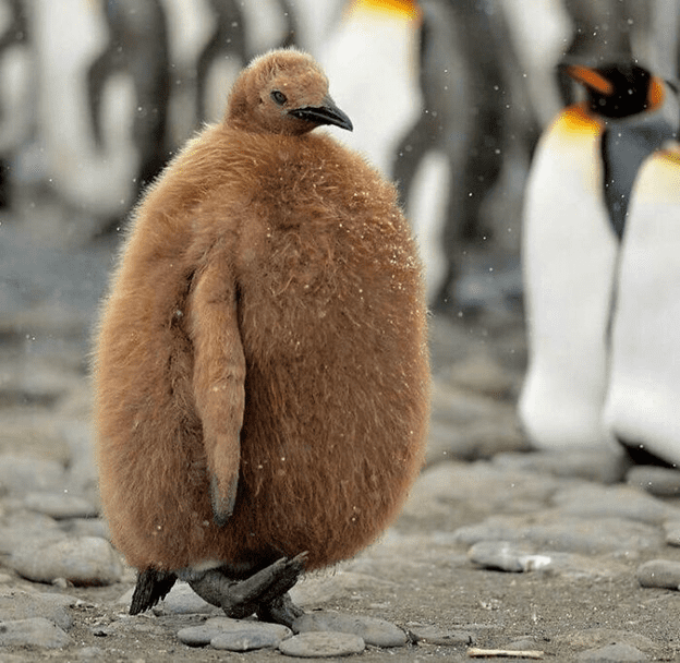 baby penguin