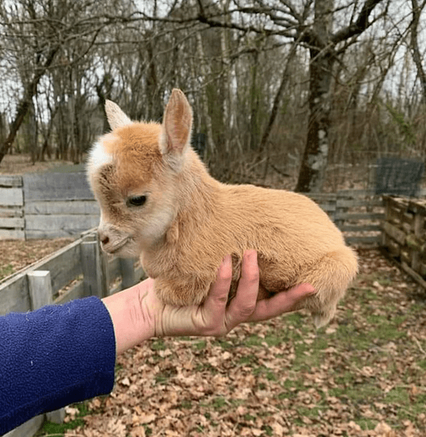 Baby Goat