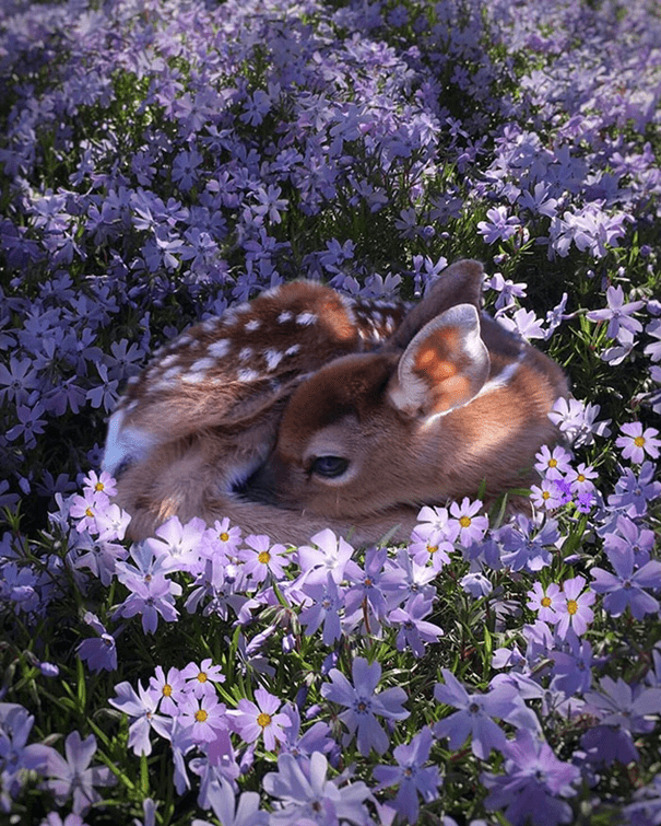 Baby Deer