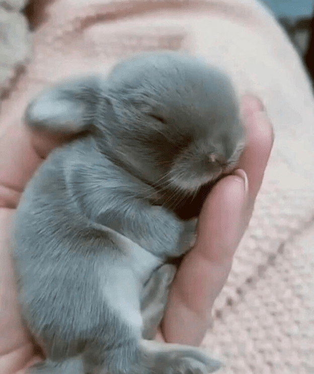  Newborn Bunny