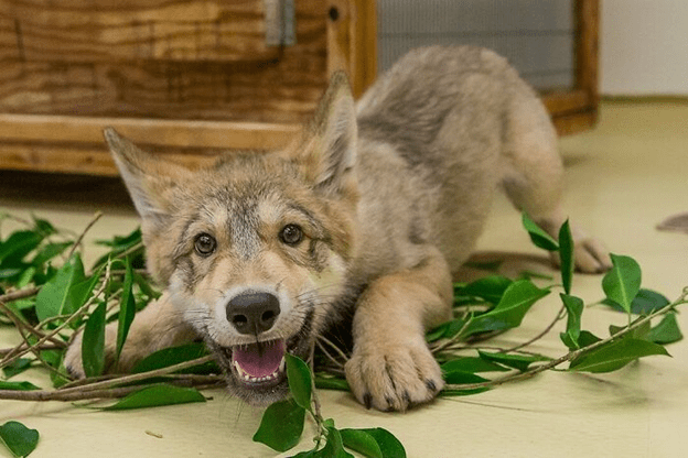 baby wolf