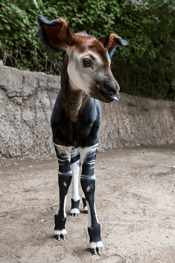 Baby Okapi