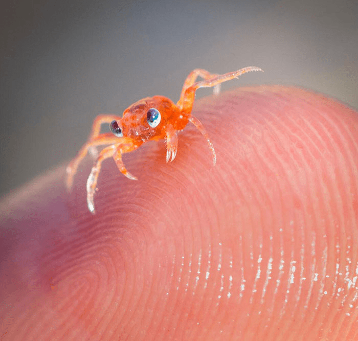 baby crab