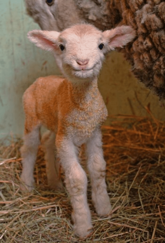 Newborn  Lamb