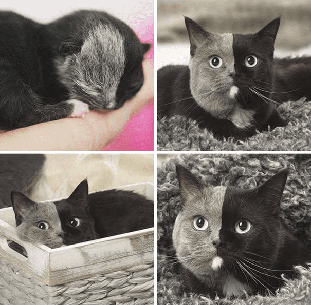 Two-Faced Cat