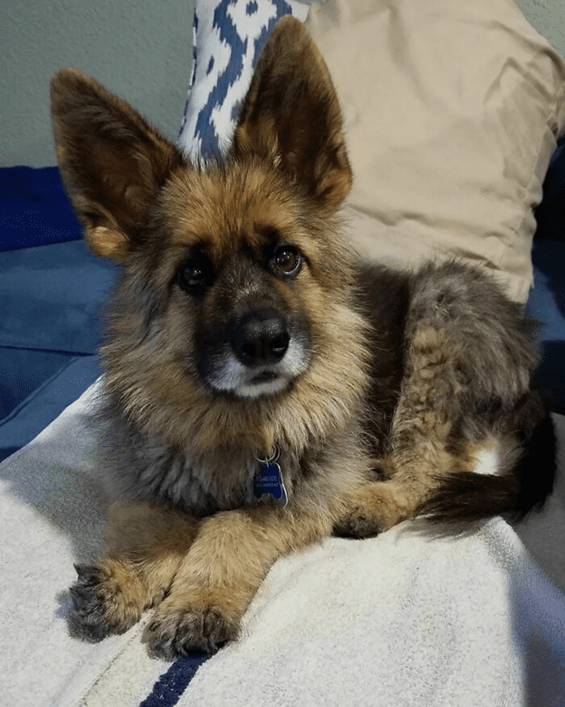 German Shepherd Dog With Dwarfism