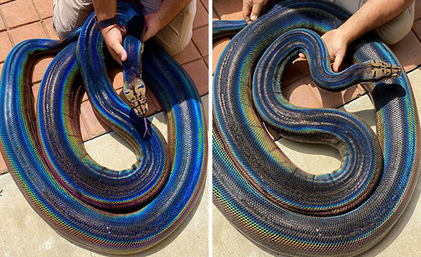 Rainbow-coloured reticulate snake