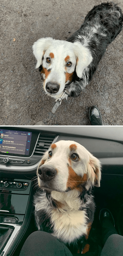 dog with Rare-Skin Condition