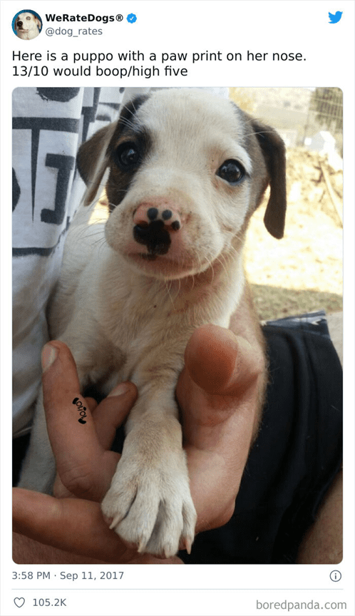 paw print on nose 