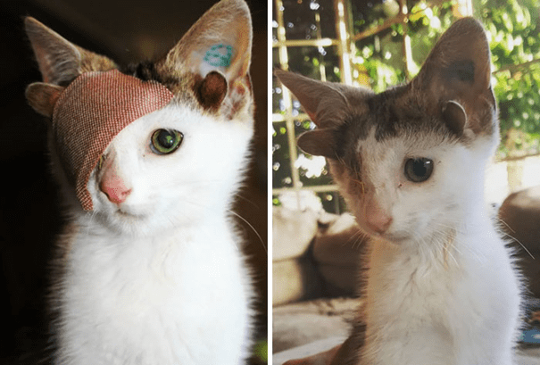 one-eyed cat with four ears.