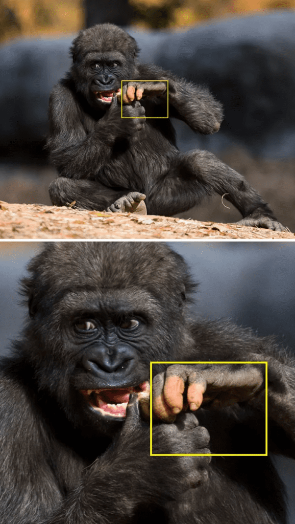 a gorilla born with hands similar to humans.