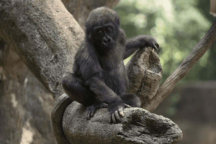 a gorilla born with hands similar to humans.
