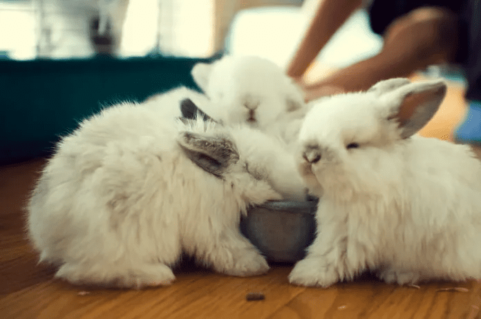 Adorable Bunnies