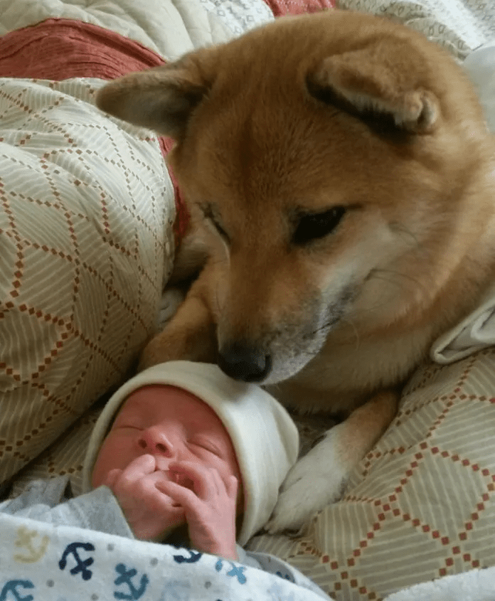 Pictures of Dogs Will Warm Your Heart 