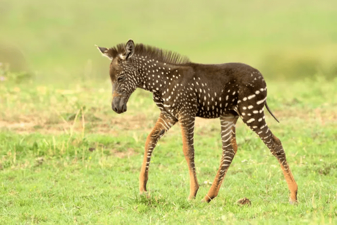 A baby zebra