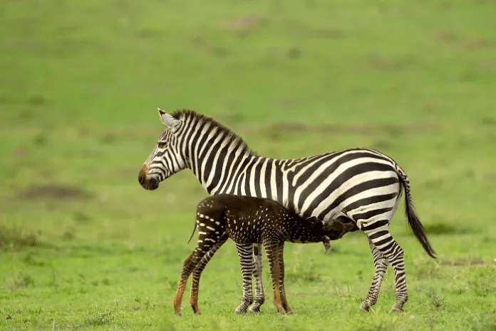 A baby zebra