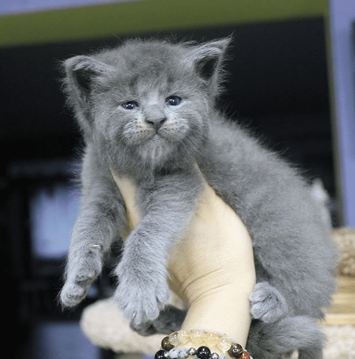 Maine Coon kittens