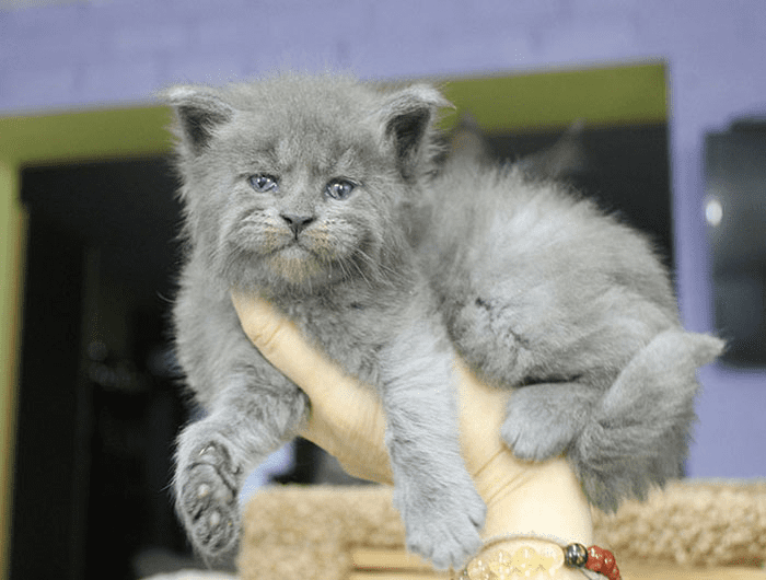 Maine Coon kittens