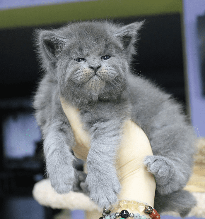 Maine Coon kittens