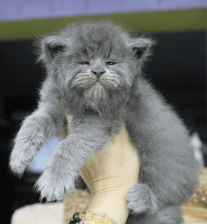 Maine Coon kittens