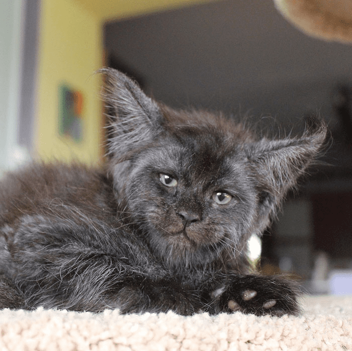 Maine Coon kittens