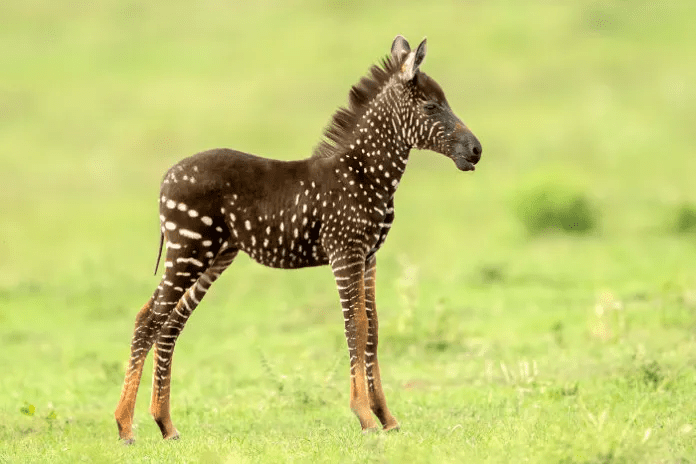 A baby zebra