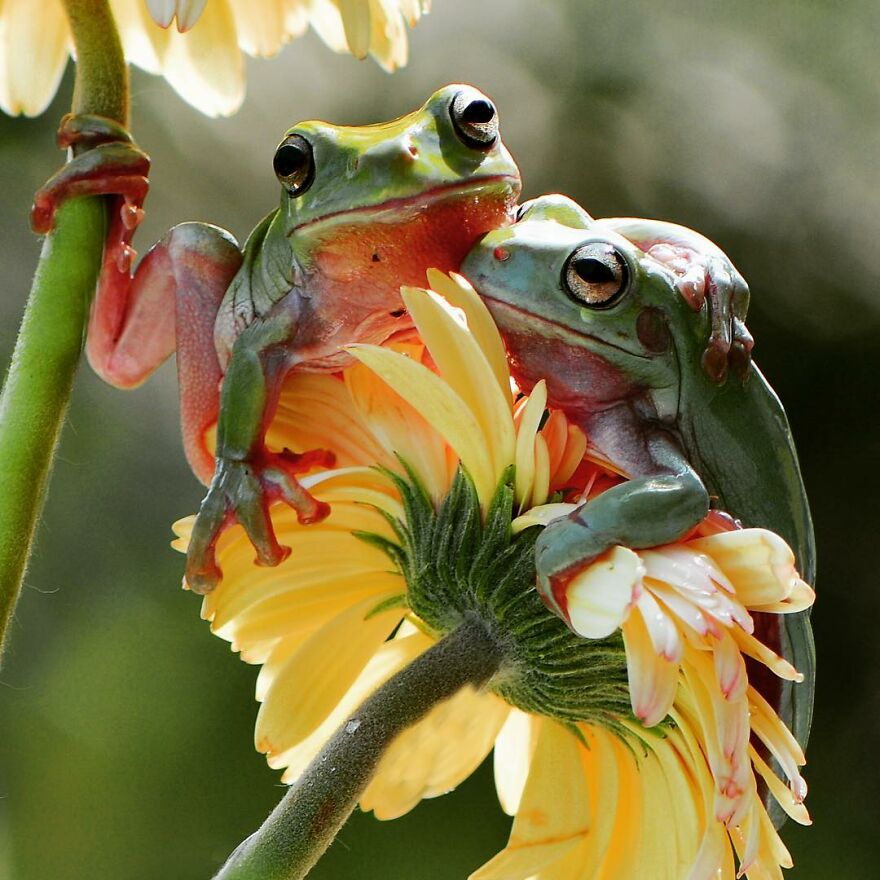 Photographs of Frogs 