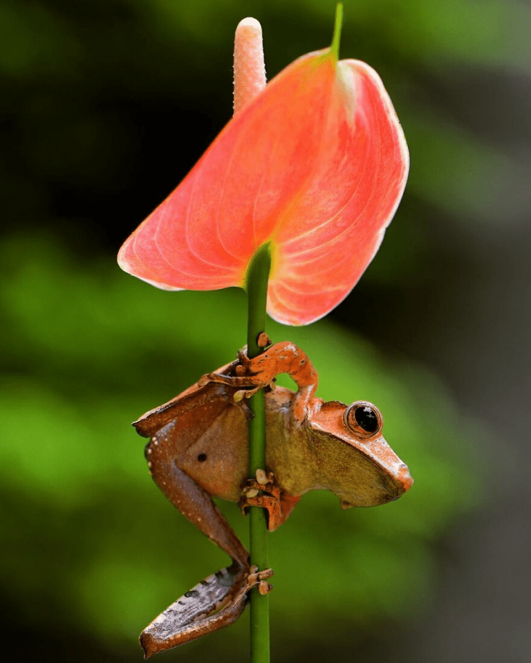 Adorable Photographs of Frogs Taken by Ajar Setiadi