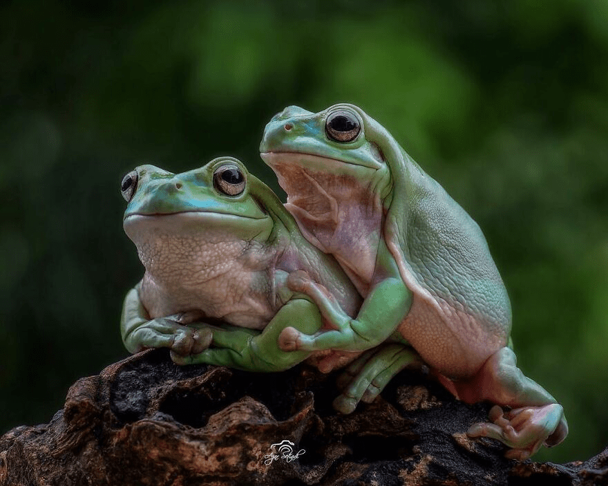 Photographs of Frogs 