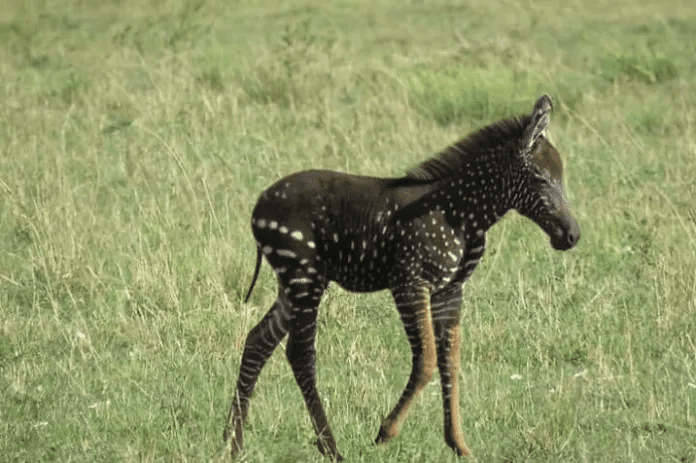 A baby zebra