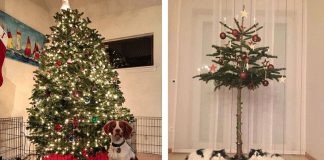 Christmas Trees Safe From Asshole Dogs And Cats.