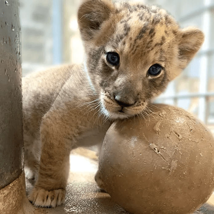 Daddy Lion with his  Baby Cub 