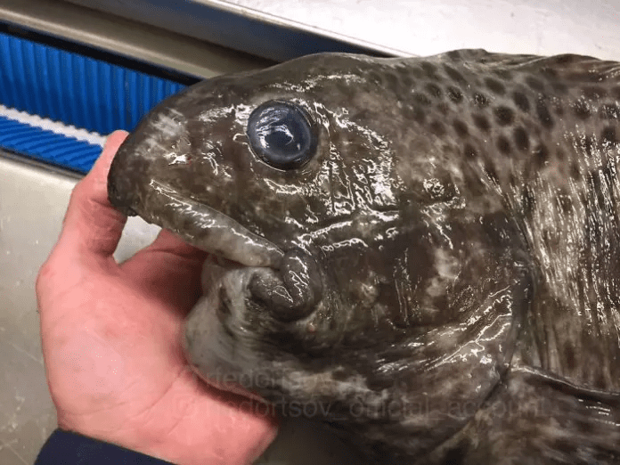 unique fish