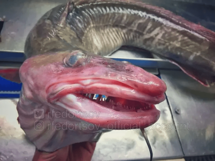 unique fish