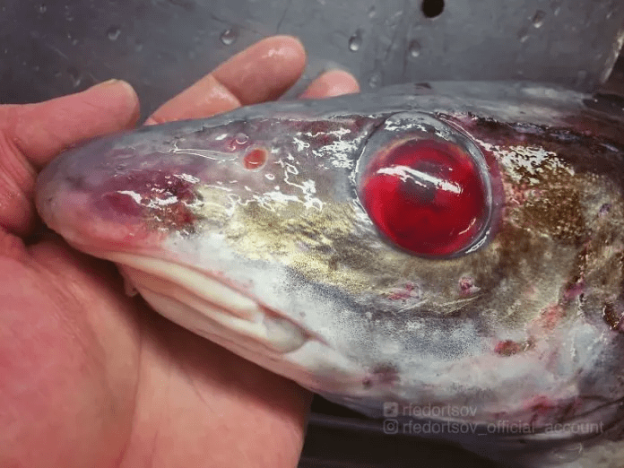 unique fish