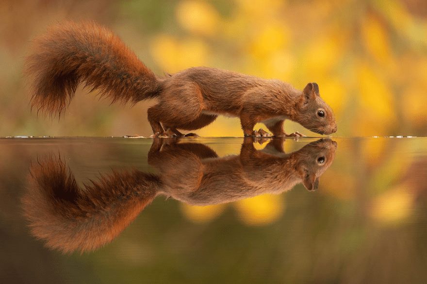 squirrel