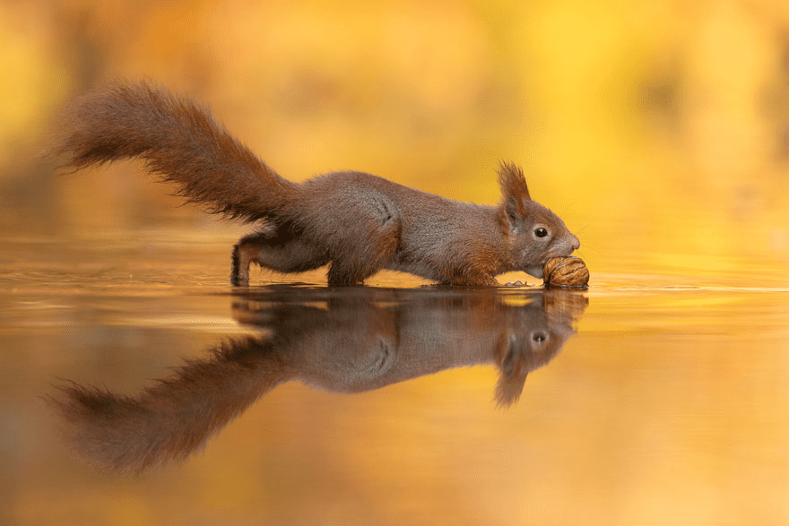 squirrel