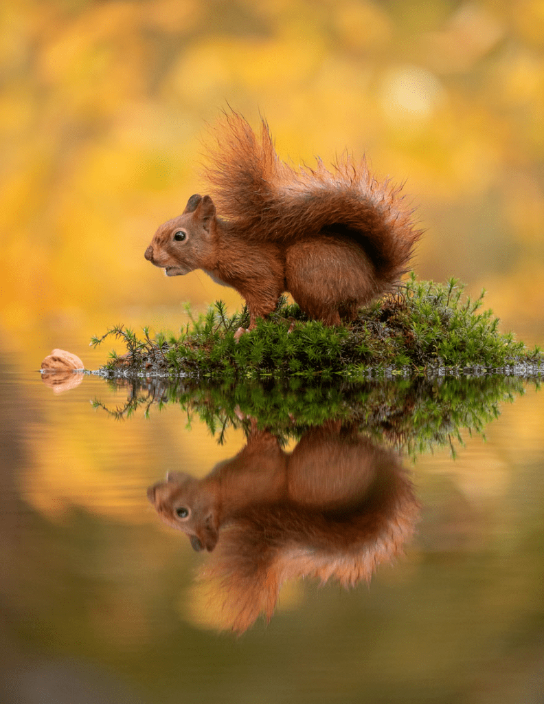 squirrel