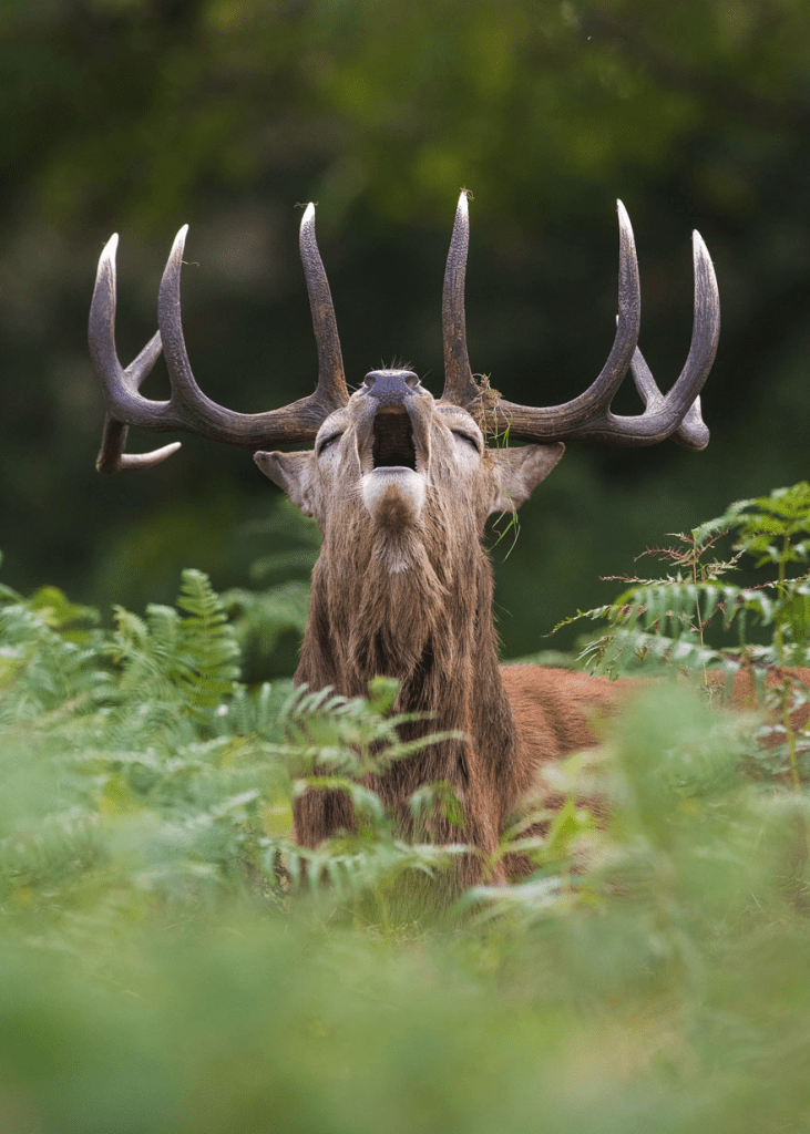 amazing horns