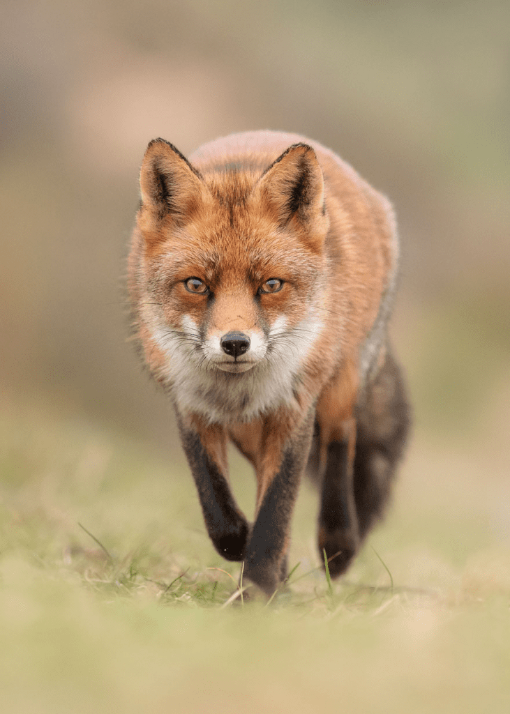 fox