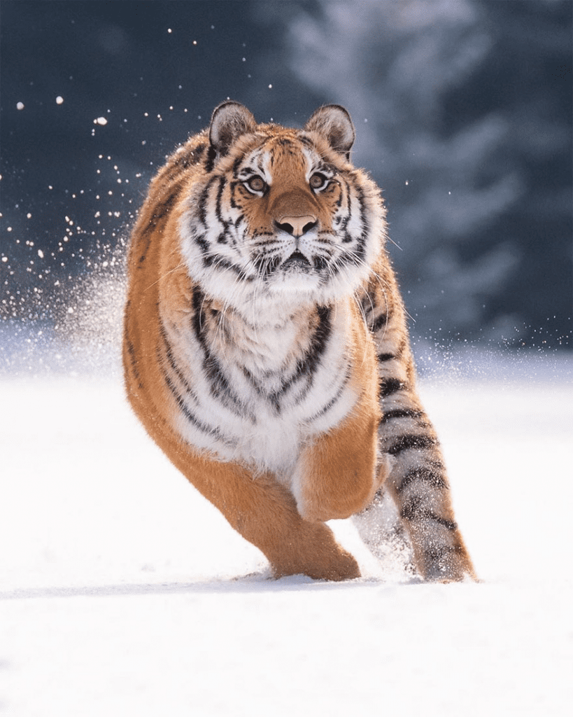 tiger