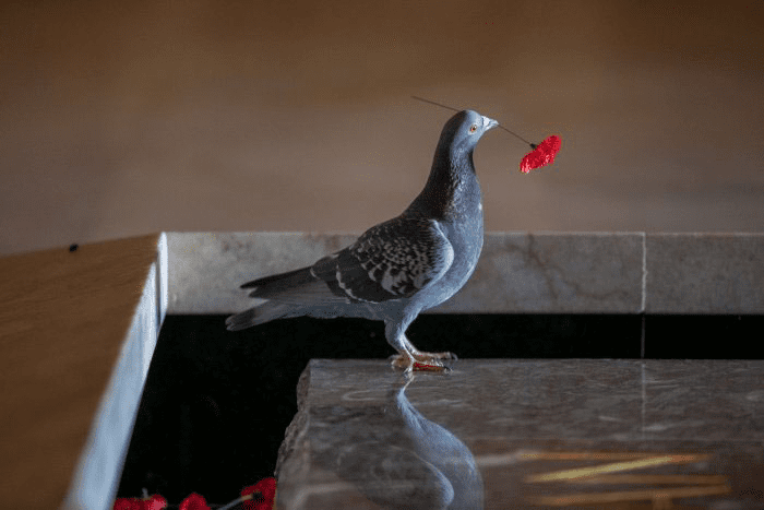 A Pigeon Steals Poppies