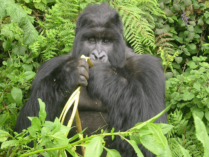 Two young gorillas